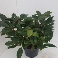 Sneeuwbal (Viburnum Davidii) heester - 30-40 cm (C4.5) - 9 stuks - thumbnail