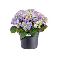 Elho green basics cilinder 40 living black - thumbnail