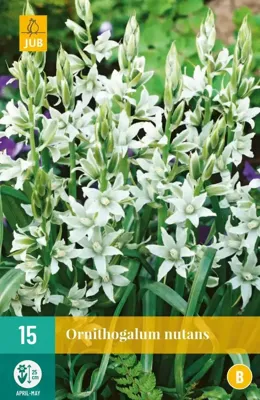 Ornithogalum nutans 15 bollen