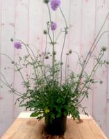 IJzerhard Verbena blauw Warentuin Natuurlijk - Warentuin natuurlijk - thumbnail