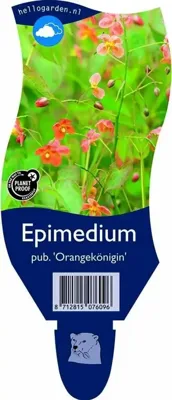 Epimedium pub. Orangekonigin vaste plant Griffioen - Griffioen