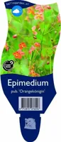 Epimedium pub. Orangekonigin vaste plant Griffioen - Griffioen - thumbnail
