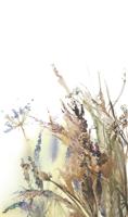 Noordwand Fotobehang aquarel droogbloemen boeket - 35797 - thumbnail