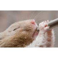 Pawise Drink Bottles S 100 ml - thumbnail