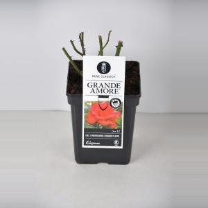 Grootbloemige roos (rosa "Grande Amore"®) - C5 - 1 stuks