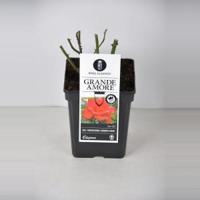 Grootbloemige roos (rosa "Grande Amore"®) - C5 - 1 stuks - thumbnail