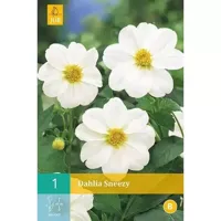 Bloembollen Dahlia Sneezy 1st - thumbnail