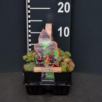 Huislook mix (sempervivum mix) bodembedekker - 4-pack - 1 stuks - thumbnail