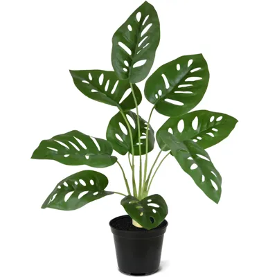 Monstera Adansonii 40 cm - Kunstplant