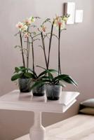 Brussels orchidee bloempot 12,5 cm transparant elho - Elho - thumbnail