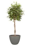 elho pure soft round 50 Binnen/buiten Plantenpot Vrijstaand Lineaire lagedichtheidpolyetheen (LLDPE) Wit - thumbnail