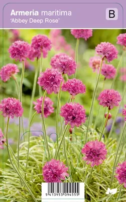 Vips Armeria maritima Abbey Deep Rose - Engels gras