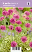 Vips Armeria maritima Abbey Deep Rose - Engels gras - thumbnail