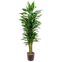 Dracaena cintho rio de janeiro hydrocultuur plant - thumbnail