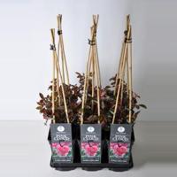 Klimroos (rosa "Pink Cloud") - thumbnail