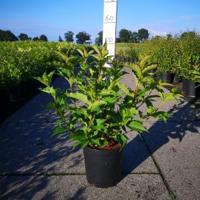 Weigela struik Red Prince - 60 - 80 cm - 5 stuks - thumbnail