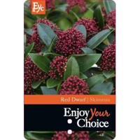 Skimmia (Skimmia Japonica “Red Dwarf”®) heester - 30-40 cm (C4.5) - 9 stuks - thumbnail