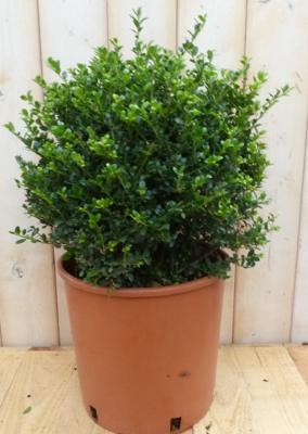 Ilex groen 30 cm Hulst Warentuin Natuurlijk - Warentuin natuurlijk Ilex groen 30 cm Hulst Warentuin Natuurlijk - Warentuin natuurlijk