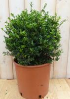 Ilex groen 30 cm Hulst Warentuin Natuurlijk - Warentuin natuurlijk - thumbnail