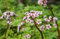 Schildblad - thumbnail