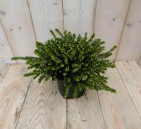 2 stuks! Winterheide wit Erica GROOT Warentuin Natuurlijk - Warentuin natuurlijk - thumbnail