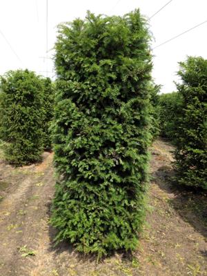 Kant & klaar haag Taxus Baccata blokhaag H250 x B80 x L80 cm Venijnboom Quickhedge - Quickhedge Kant & klaar haag Taxus Baccata blokhaag H250 x B80 x L80 cm Venijnboom Quickhedge - Quickhedge