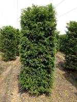 Kant & klaar haag Taxus Baccata blokhaag H250 x B80 x L80 cm Venijnboom Quickhedge - Quickhedge - thumbnail