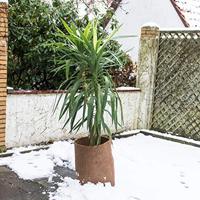 Connex Kokos-Viltmat Isolerend 0,5X1,5M - FLOR80279 - thumbnail