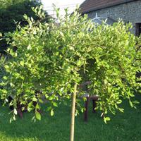 Katjeswilg op stam - thumbnail