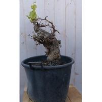 Druif boom dikke stam Vitis Warentuin Natuurlijk - Warentuin natuurlijk - thumbnail