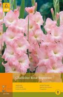 Gladiolus rose supreme 10st bloembol zomer Gladiool JUB - Jub - thumbnail