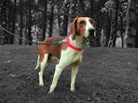 YAGO Jachthalsband - Oranje Fluo - Ultrabestendig voor honden - thumbnail