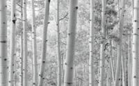 Noordwand Komar Stefan Hefele Fotobehang Espenwald - SHX9-030 - thumbnail