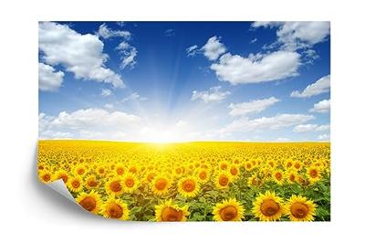 Fotobehang - Veld met bloeiende Zonnebloemen, geel/blauw, te koop in 11 maten, incl behanglijm - thumbnail