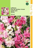 Zaden Lathyrus brede Lathyrus gemengd Hortitops - Hortitops - thumbnail