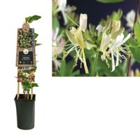 Lonicera per. 'Belgica Select' - Kamperfoelie - thumbnail