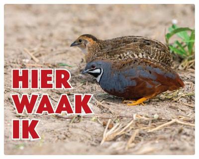 Chinese Dwergkwartel Waakbord - Hier Waak Ik