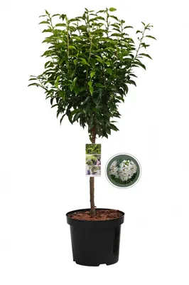 Portugese Laurierkers