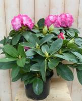 Rododendron 40 cm roze Warentuin Natuurlijk - Warentuin natuurlijk - thumbnail