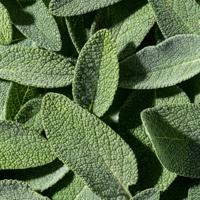 Ecodenta Mondwater Multi - thumbnail