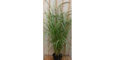Groenwit gras GROOT 100 cm Warentuin Natuurlijk - Warentuin natuurlijk