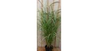 Groenwit gras GROOT 100 cm Warentuin Natuurlijk - Warentuin natuurlijk - thumbnail