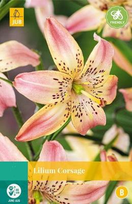 Lilium corsage JUB 1 bloembol - Jub