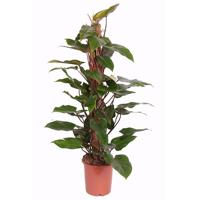 Philodendron &apos;Red Emerald&apos; P 24 cm - thumbnail