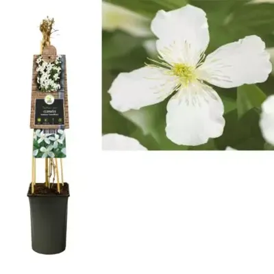Klimplant Clematis montana Grandiflora - Witte Bosrank