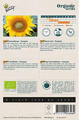 Biologische Helianthus, Lage zonnebloem Sunspot