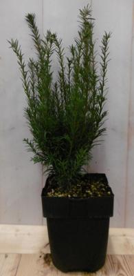 2 stuks! Taxus 40 cm Warentuin Natuurlijk - Warentuin natuurlijk