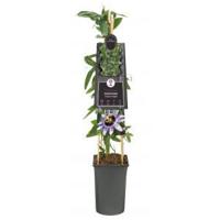 Passiebloem Passiflora Damsels Delight 75 cm klimplant - thumbnail