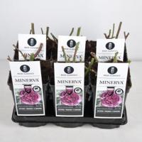 Trosroos (rosa "Minerva"®) - C3 - 1 stuks - thumbnail