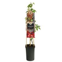 Wilde Wingerd Parthenocissus Quinquefolia Engelmannii 120 cm klimplant - thumbnail